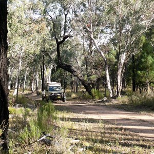 Track through Goobang NP