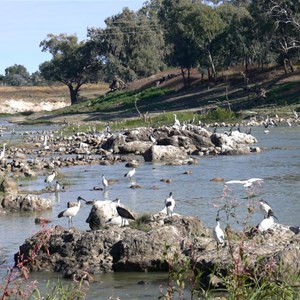 Birds fishing at the fish traps