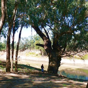 Darling River and red gums at Trilby