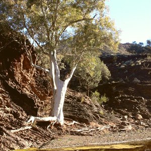 Creek in Parachilna Gorge