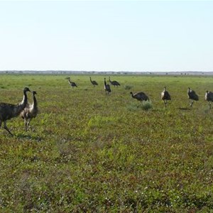 Emus