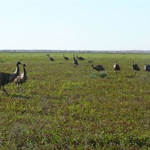 Emus