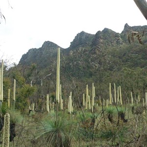 Flowering grass trees in the Serra Range
