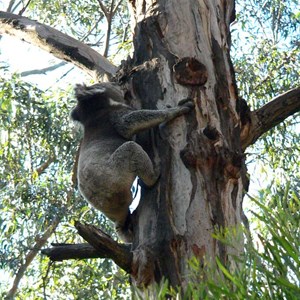 Plenty of koalas at Wye River