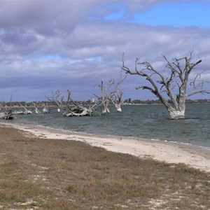 Lake Bonney with old dead gums marking an earlier shoreline