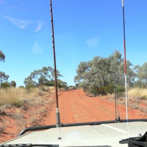 Gum trees along the track