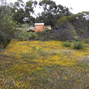 Canna camp