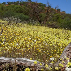 Everlastings at Kalanooka Springs
