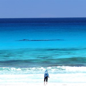 Whales just off the beach at Pt. Ann