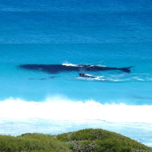 Whale and calf with dolphins, Trigelow Beach