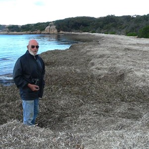 Seagrass covering the shore