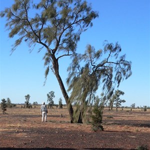 Mature waddy-wood or Acacia peuce