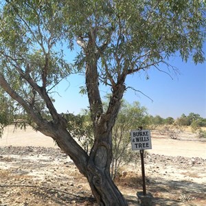 Burke and Wills Tree at Birdsville