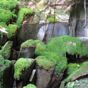 Moss Gardens