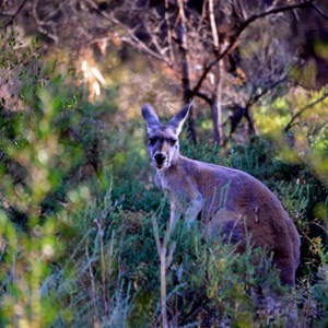 Wildlife - Mutawintji National Park