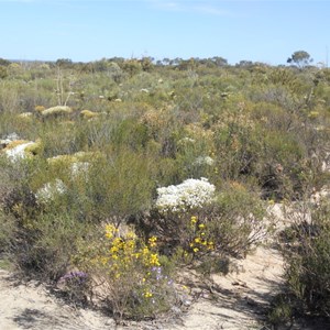 Grevillea Hill