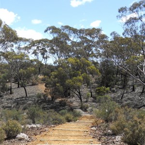 Norseman - Woodlands Walk