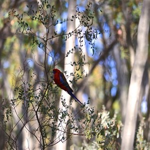 Glendora Campground, Hill End