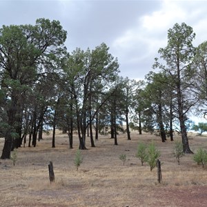 Wilpena Resort Campground