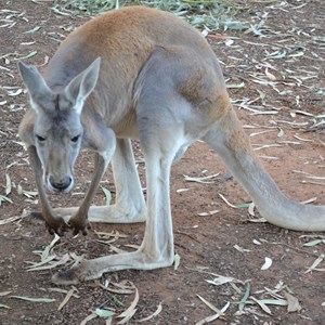 Friendly old man 'roo, Nyngan