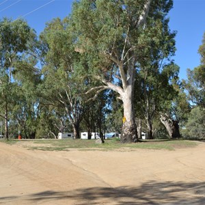 Watch the huge gums in Sandy Point Camprgound