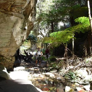 A pretty remnant rainforest in Wards Canyon