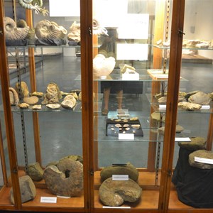 One of many displays at Kronosaurus Korner