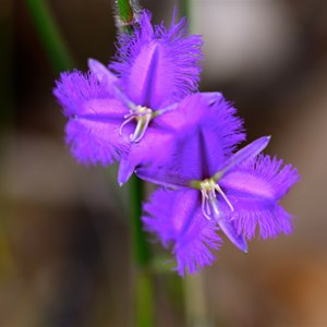 Fringed Lily