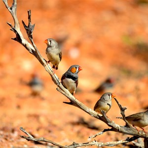 Zebra Finches