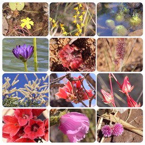 Flowers of theKimberley 1