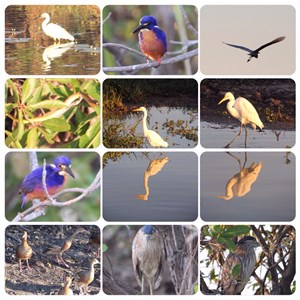 Kakadu Animal Life