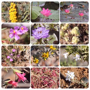 Wildflowers - Vic River to Oodnadatta
