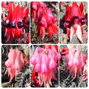 Sturt Desert Pea