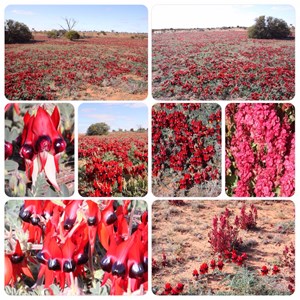 Sturt Desert Pea