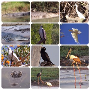 Kakadu animal life