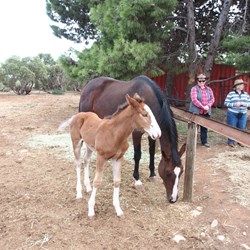 Foal