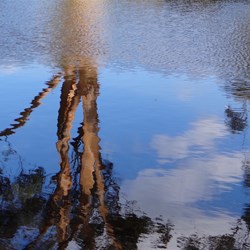 Reflection of a magnificent Karri tree in the water 