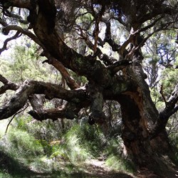 Looked in awe at this huge ancient melaleuca.