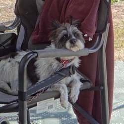 Archie is not pleased at being left at home alone.