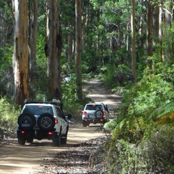 Driving through the Boranup  forest.