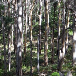 A view through the karri"s.