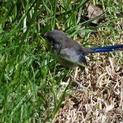 One of the gorgeous fairy wrens flitting around the gardens.