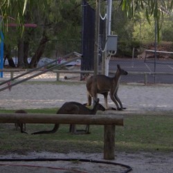Being right next to a national park we share the campground.