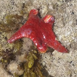 Starfish