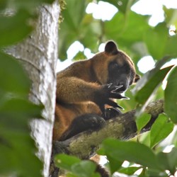 D 2 - Nerada Tea Factory - Lumholtz's Tree-kangaroo