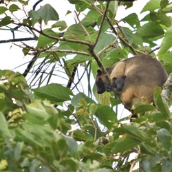D 2 - Nerada Tea Factory - Lumgoltz's Tree-kangaroo with joey