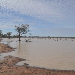 Welcome rains left a bit of water