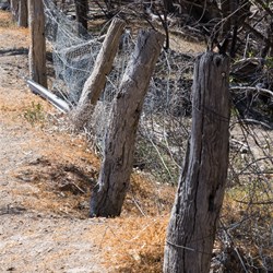 Fence between homestead and River