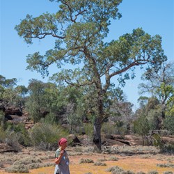 Gundabooka National Park visit