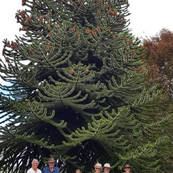BOGgers at Monkey Puzzle tree